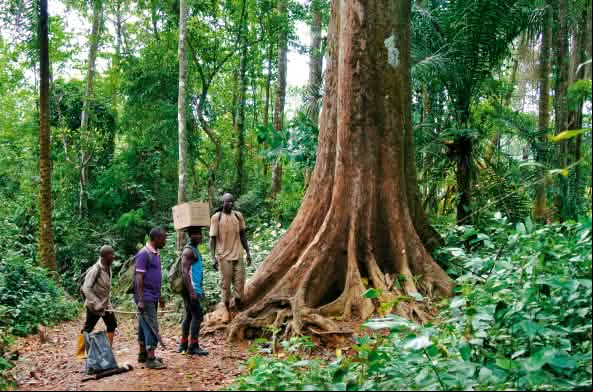 Eco guardias en la selva en Nigeria