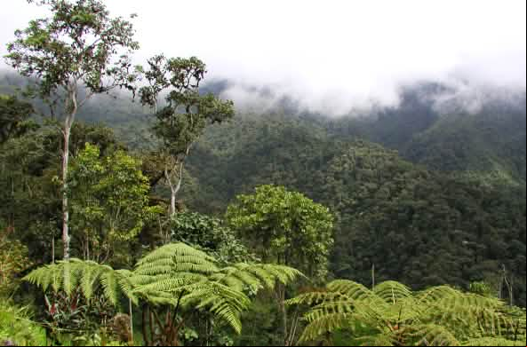 Bosque nublado de montaña en la región de Intag, norte de Ecuador. Vista de la vegetación.