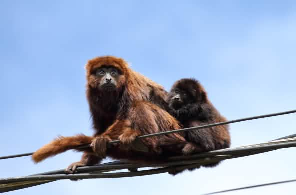 Un mono aullador rojo austral se sienta en los cables de alta tensión con una cría