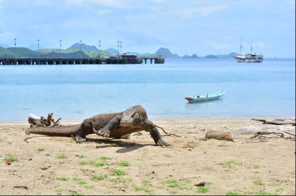 Dragón de Komodo en la playa