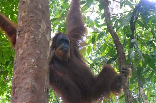 Un orangután de Sumatra en un árbol