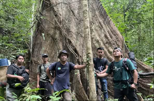 Cinco hombres al pie de un árbol gigante