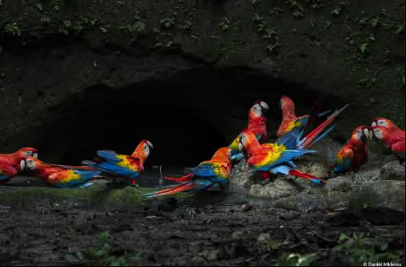 Grupo de guacamayas escarlata en el Parque Nacional Yasuní, en la Amazonía ecuatoriana
