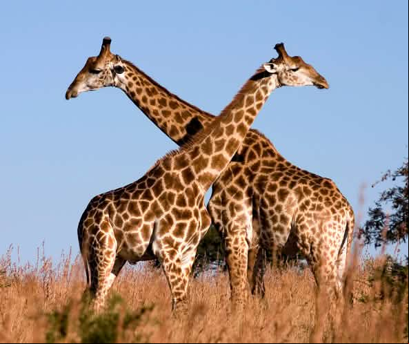 Jirafas