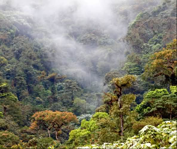 Bosque nublado Los Cedros, Ecuador