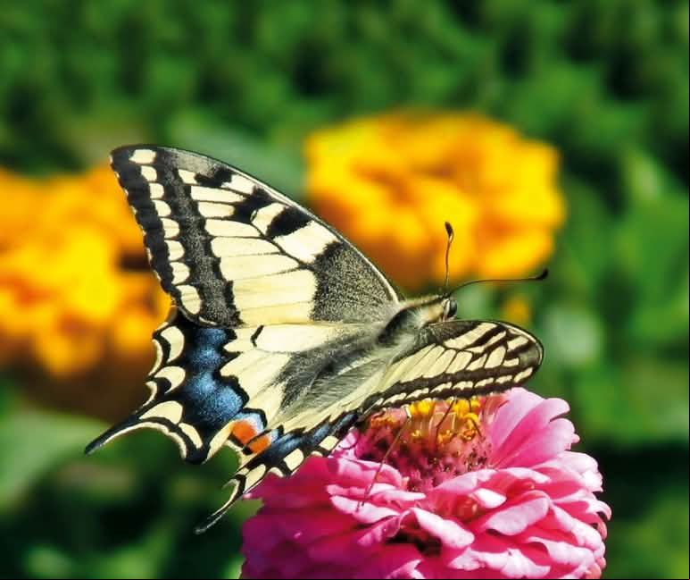 Podalirio: mariposa cola de golondrina