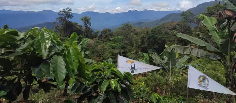 Los Tigres de Pining y Salva la Selva (en Indonesia Hutan Hujan) colaboran para salvar el ecosistema de Le