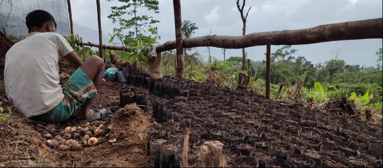 Una persona se encuentra trabajando en un vivero forestal, entre un montón de plántulas