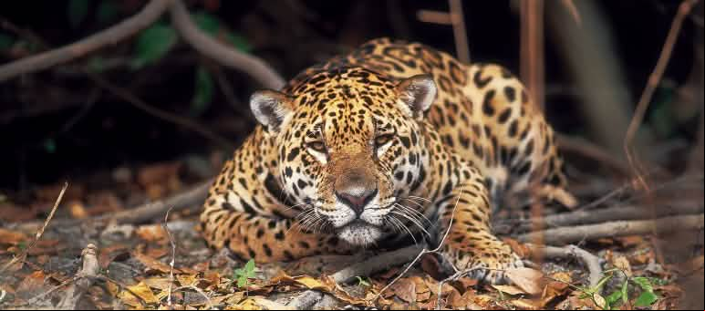 Todos podemos ayudar a proteger la biodiversidad de nuestro planeta