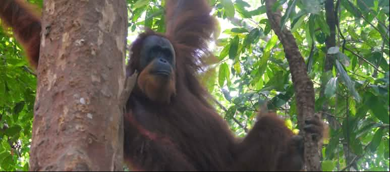 Un orangután de Sumatra en un árbol