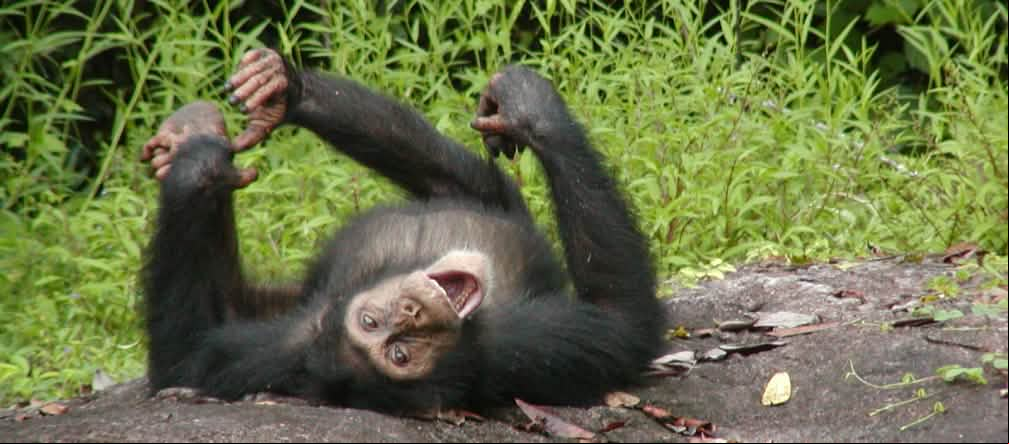 Chimpancé joven
