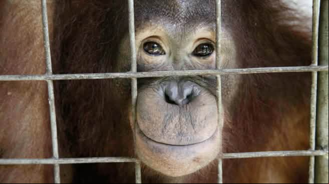 Orangután mirando a través de los barrotes de una jaula